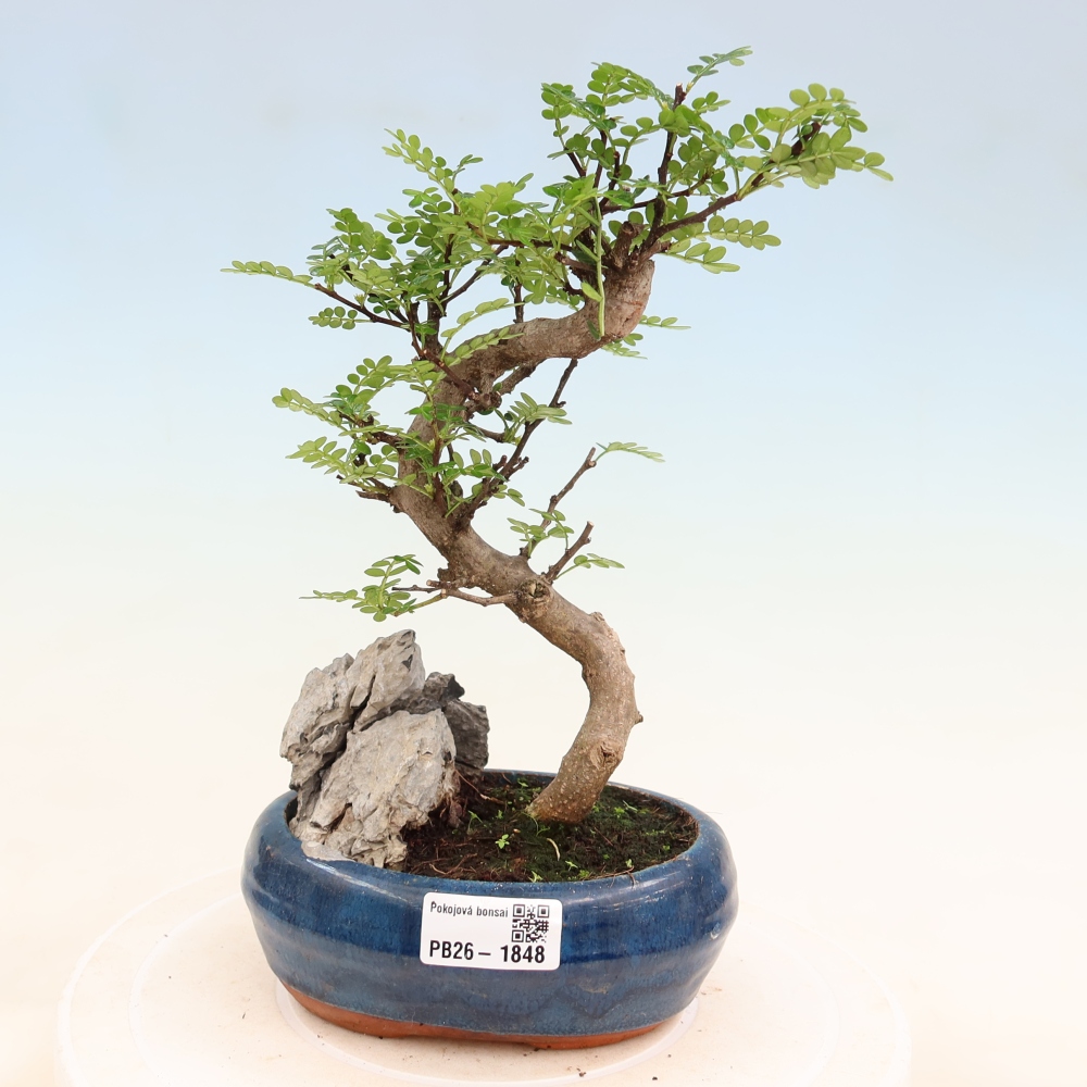 Szobai bonsai - Zantoxylum piperitum - borsfa
