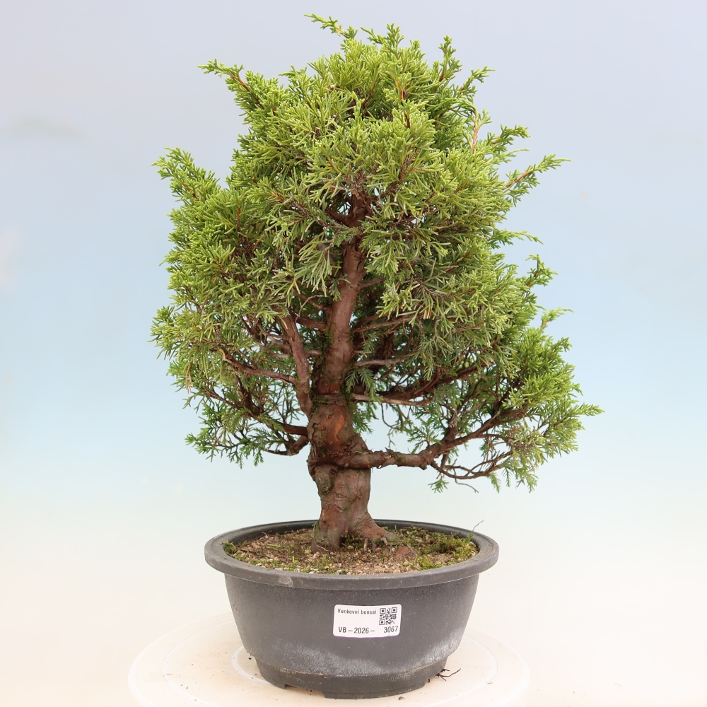 Kültéri bonsai - Juniperus chinensis Itoigawa-Juniperus chinensis