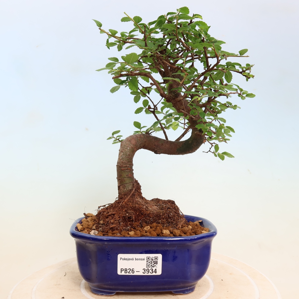 Szobai bonsai - Ulmus parvifolia - Kislevelű szilfa