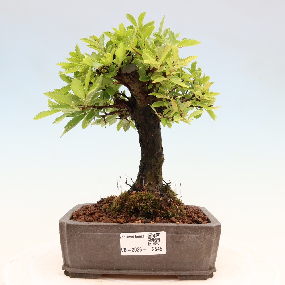 Kültéri bonsai - Zelkova - Zelkova NIRE