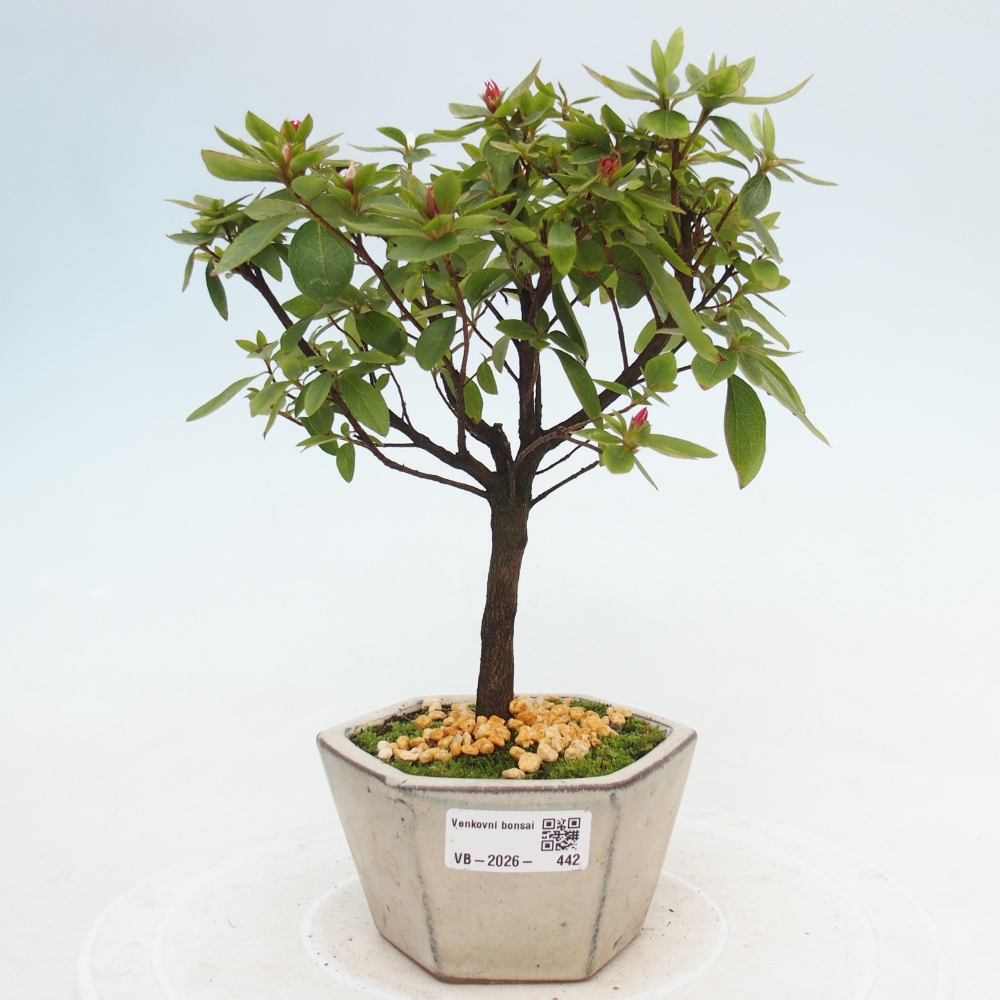 Kültéri bonsai - japán azálea - Azalea sp.