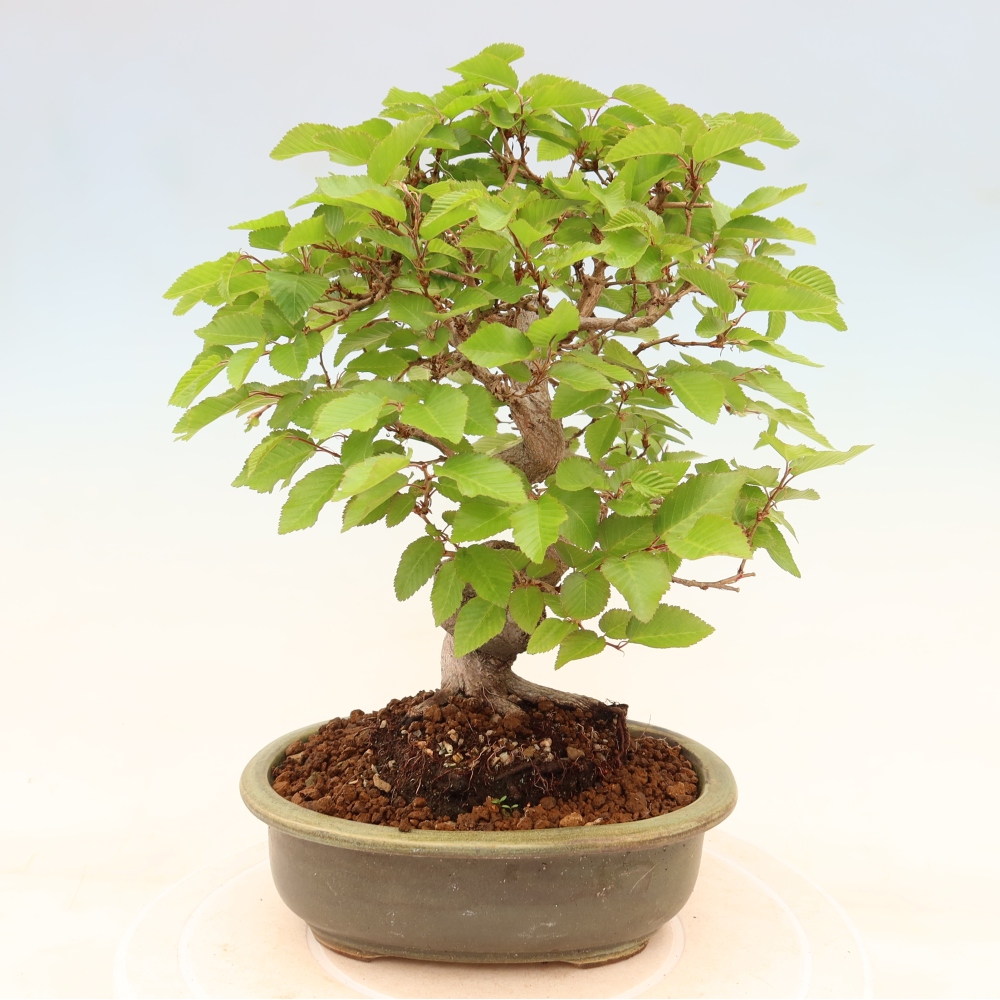 Kültéri bonsai -Carpinus Coreana - Koreai gyertyánfa