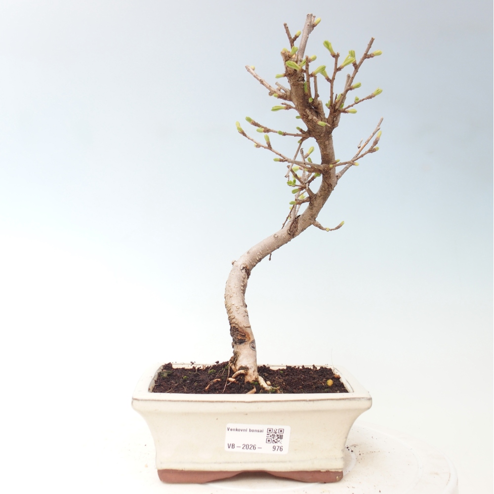 Kültéri bonsai -Pseudolarix amabis-Pseudolarix amabis-Pseudolarix amabis