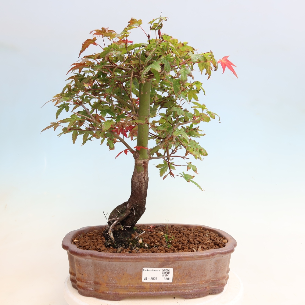 Kültéri bonsai - Acer palmatum DESHOJO