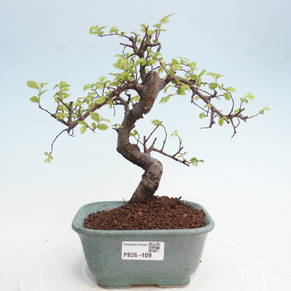 Szobai bonsai - Ulmus parvifolia - Kislevelű szilfa