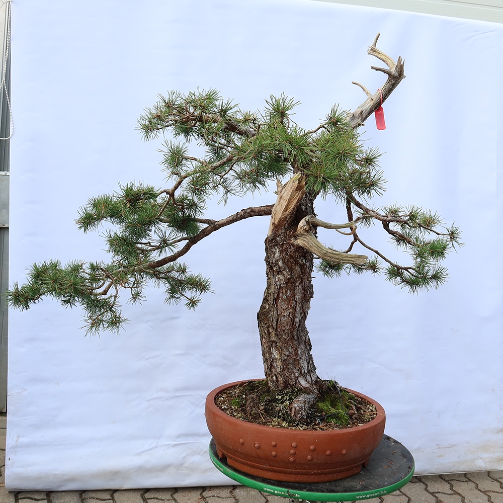 Pinus sylvestris Spanyolország – erdei fenyő
