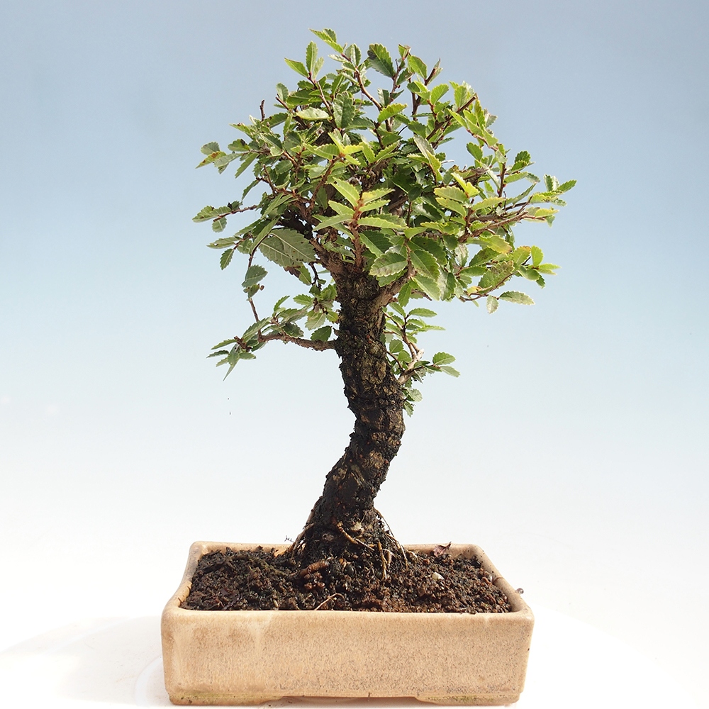 Kültéri bonsai - Zelkova - Zelkova NIRE