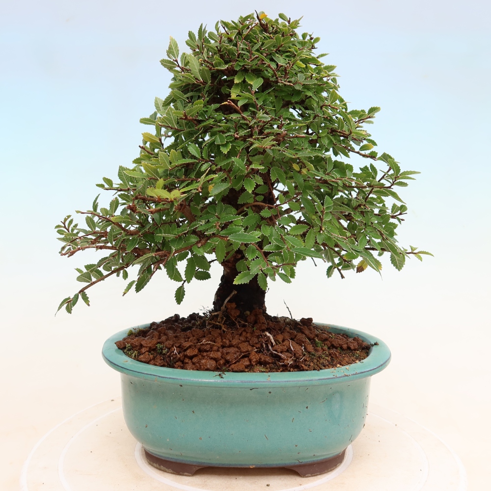 Kültéri bonsai - Zelkova - Zelkova NIRE