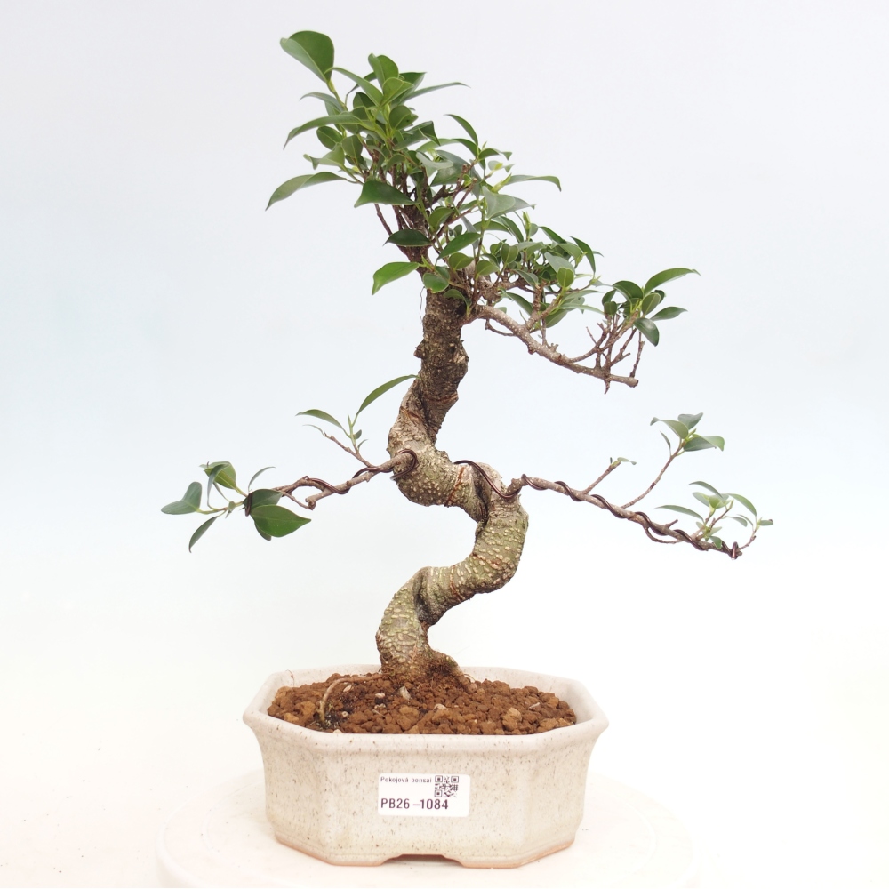 Szobai bonsai - Ficus retusa - kislevelű fikusz
