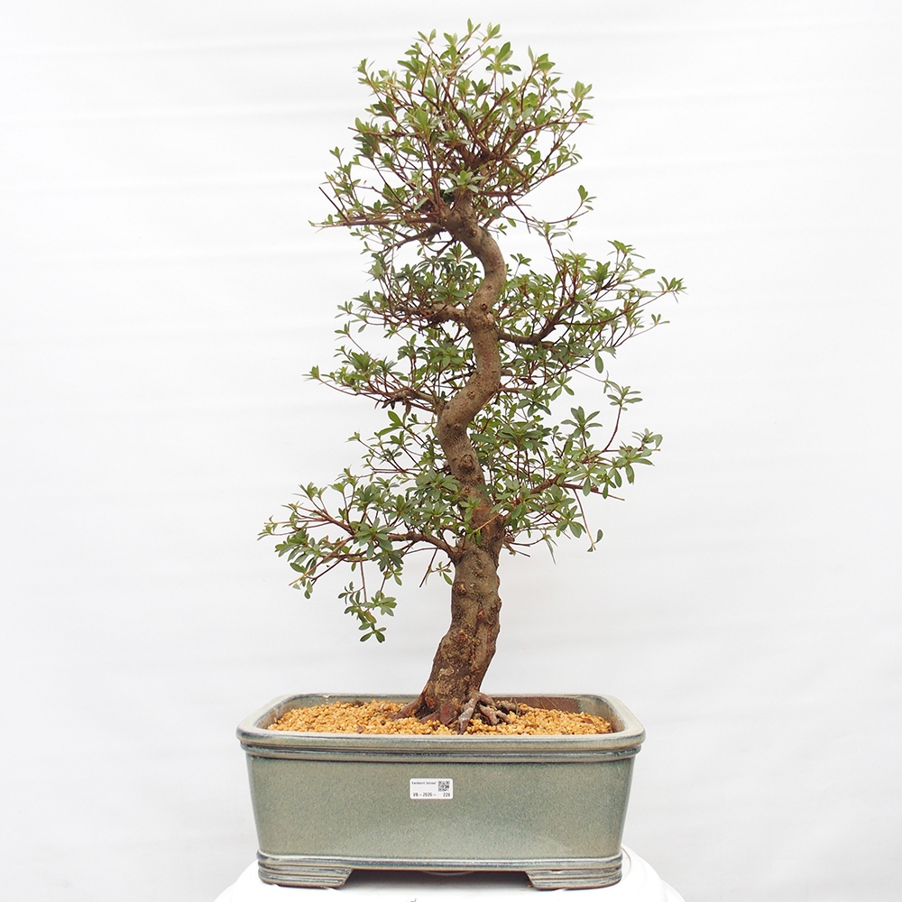 Kültéri bonsai - Japán azálea - Azalea satsuki