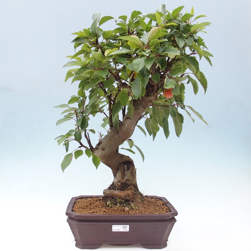 Kültéri bonsai -Malus halliana - Kis gyümölcsű almafa