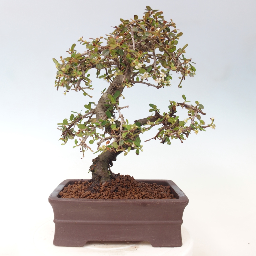 Kültéri bonsai-Cotoneaster dammeri - Damer's Rock