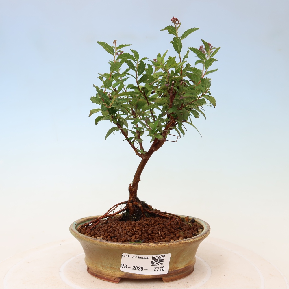 Kültéri bonsai – japán spirea – Spirea japonica Anthony Waterer