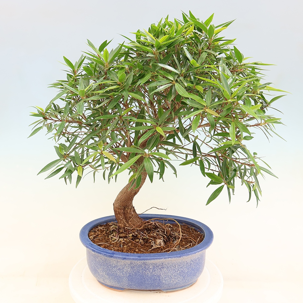 Szobai bonsai - Ficus nerifolia - kislevelű fikusz
