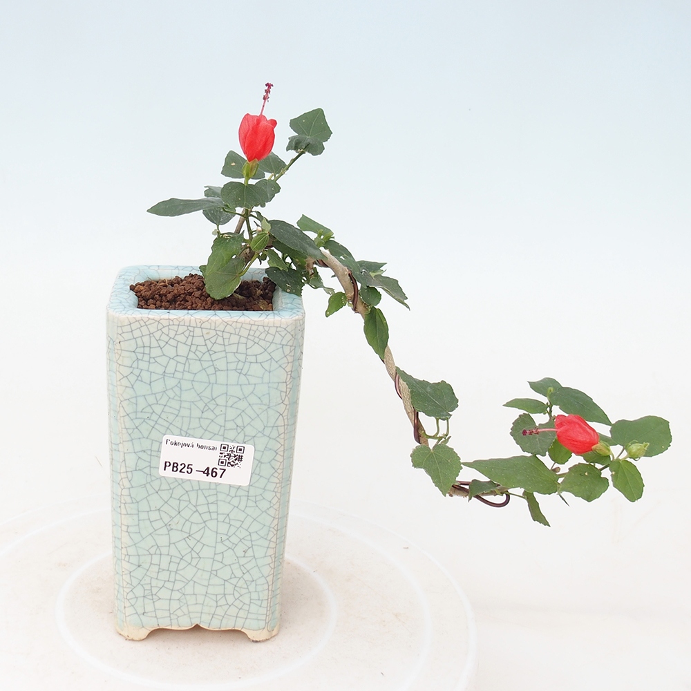 Beltéri bonsai - Malvaviscus arboreus