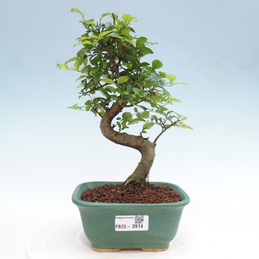 Szobai bonsai -Ligustrum chinensis - Madárcsőr