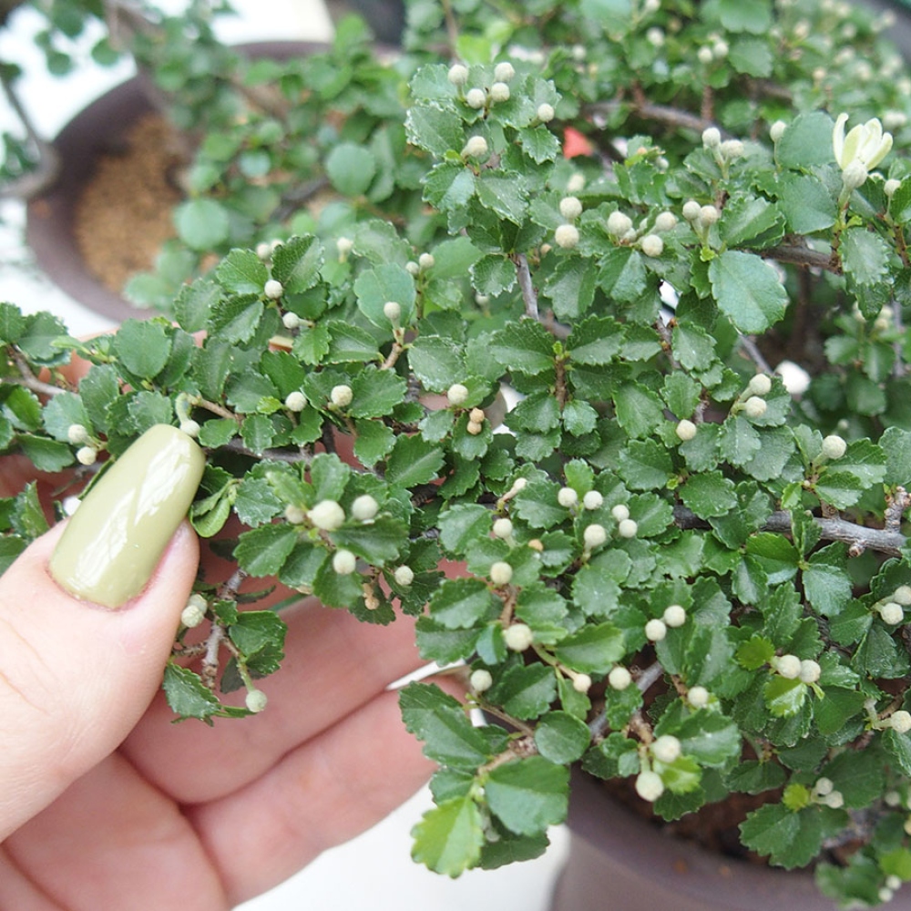 Szobai bonsai - Grewia sp. - Grewia malafolia