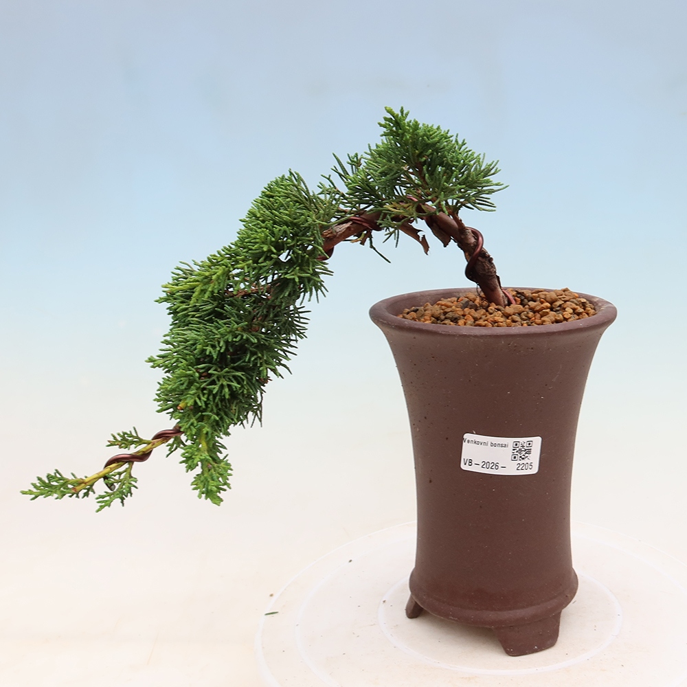 Kültéri bonsai - Juniperus chinensis Kishu