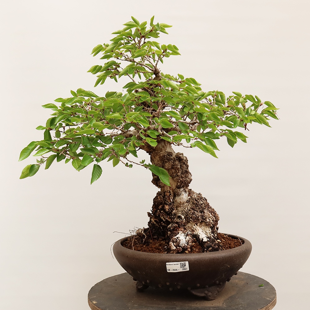 Kültéri bonsai -Carpinus Coreana - Koreai gyertyánfa
