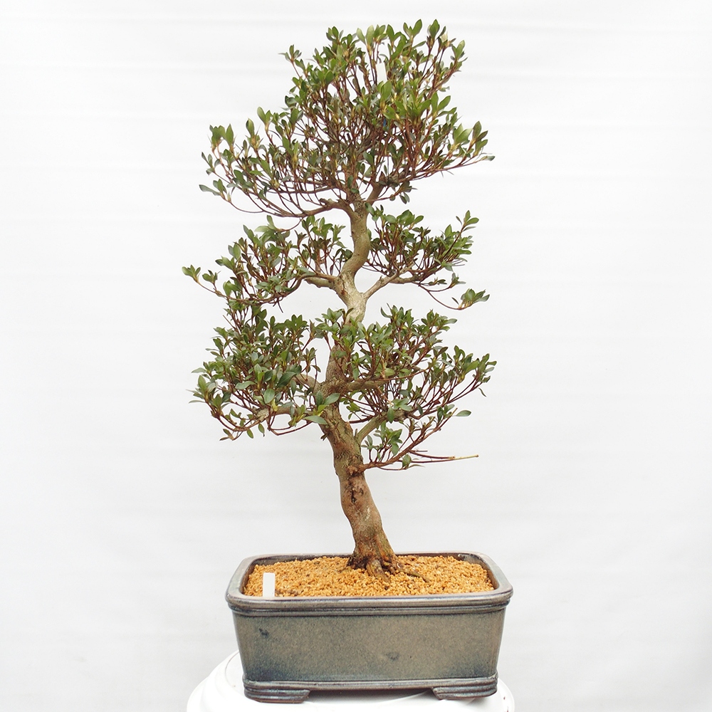 Kültéri bonsai - Japán azálea - Azalea Saishun