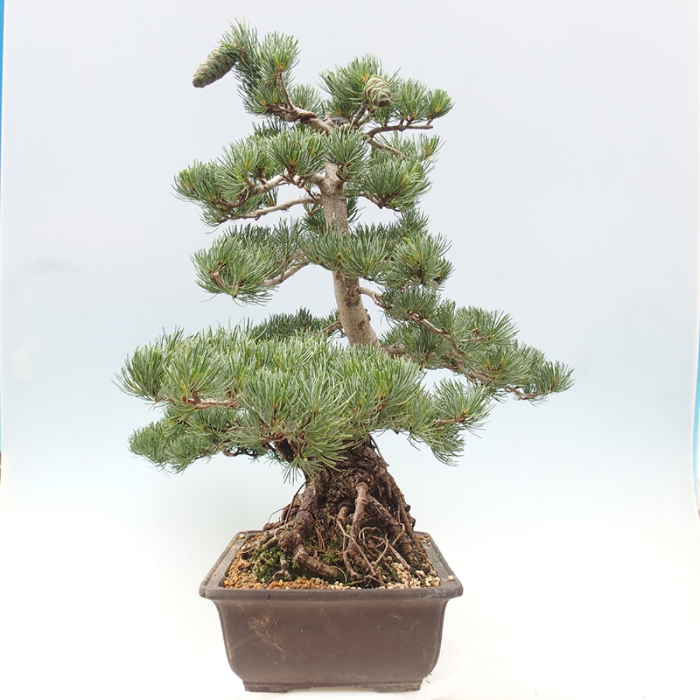 Kültéri bonsai - Pinus parviflora - Pinus parviflora