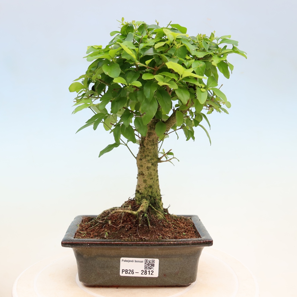 Szobai bonsai -Ligustrum chinensis - Madárcsőr