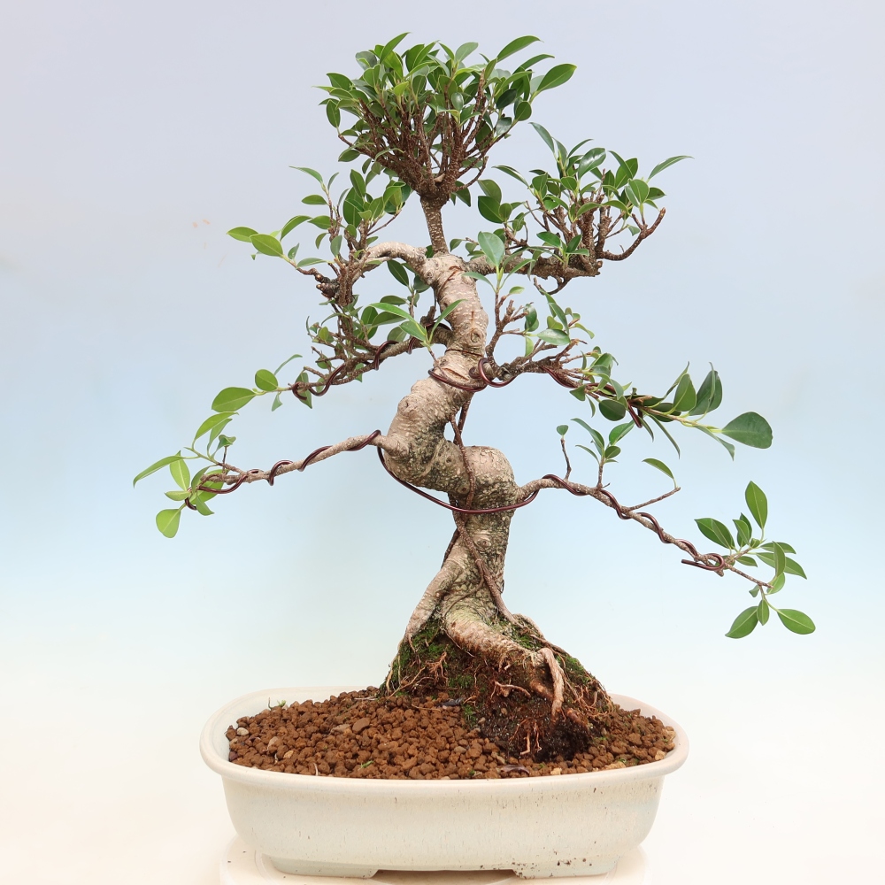 Szobai bonsai - Ficus kimmen - kislevelű fikusz