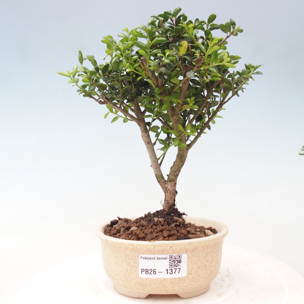 Szobai bonsai - Ilex crenata - Holly