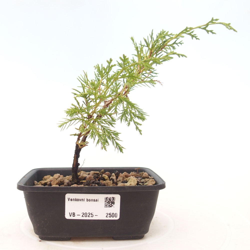 Kültéri bonsai - Juniperus chinensis Itoigawa