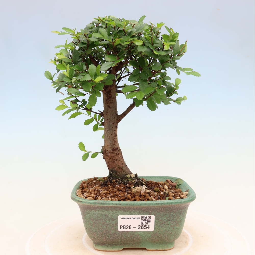 Szobai bonsai - Ulmus parvifolia - Kislevelű szilfa
