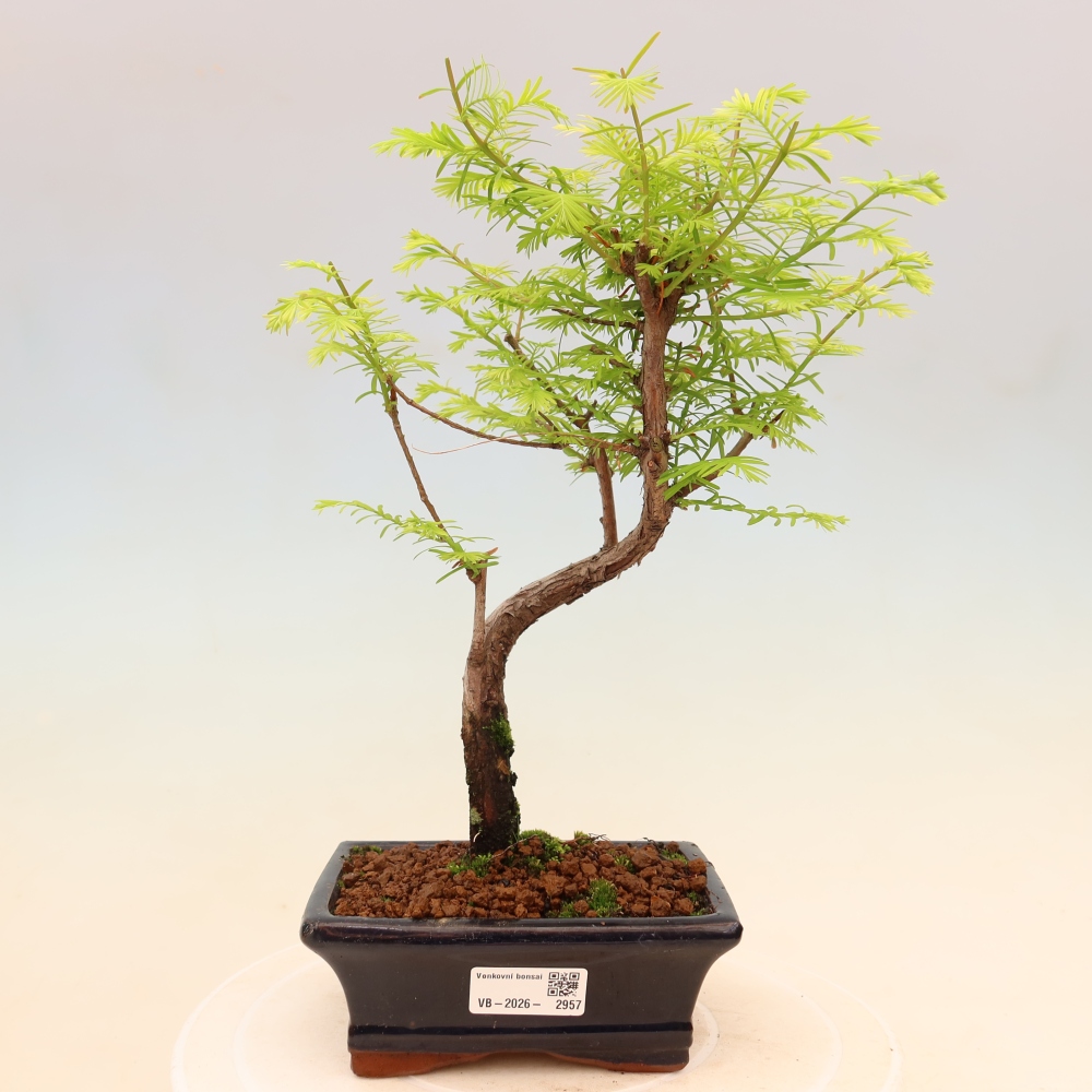 Kültéri bonsai - Metasequoia glyptostroboides - Kínai metasequoia