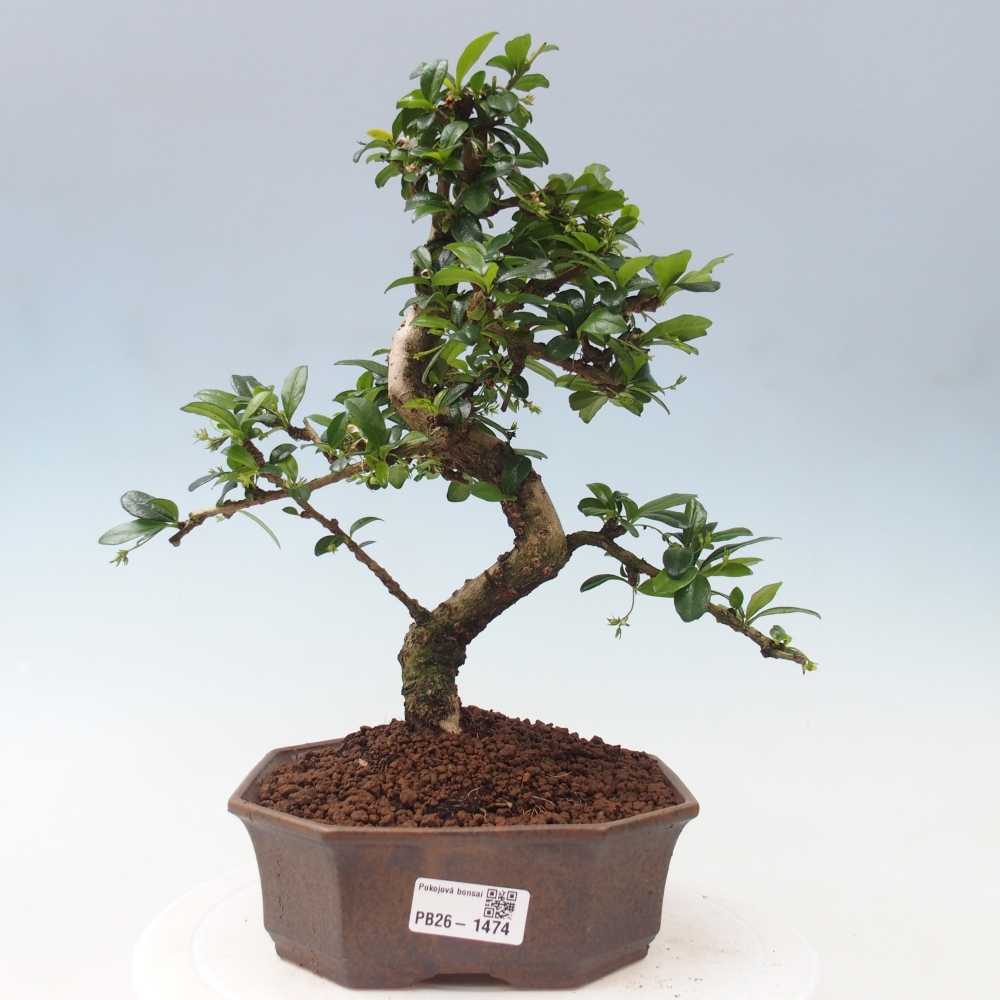 Szobai bonsai - Carmona macrophylla - Tea fuki