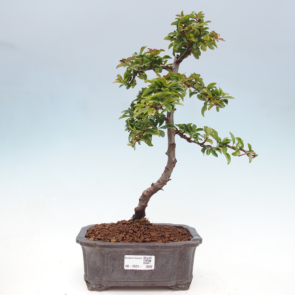 Kültéri bonsai-Pyracantha Teton - Hlox