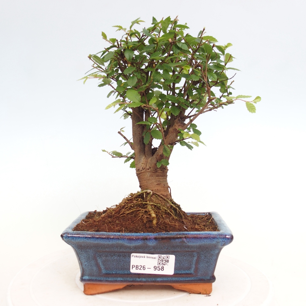 Szobai bonsai - Ulmus parvifolia - Kislevelű szilfa