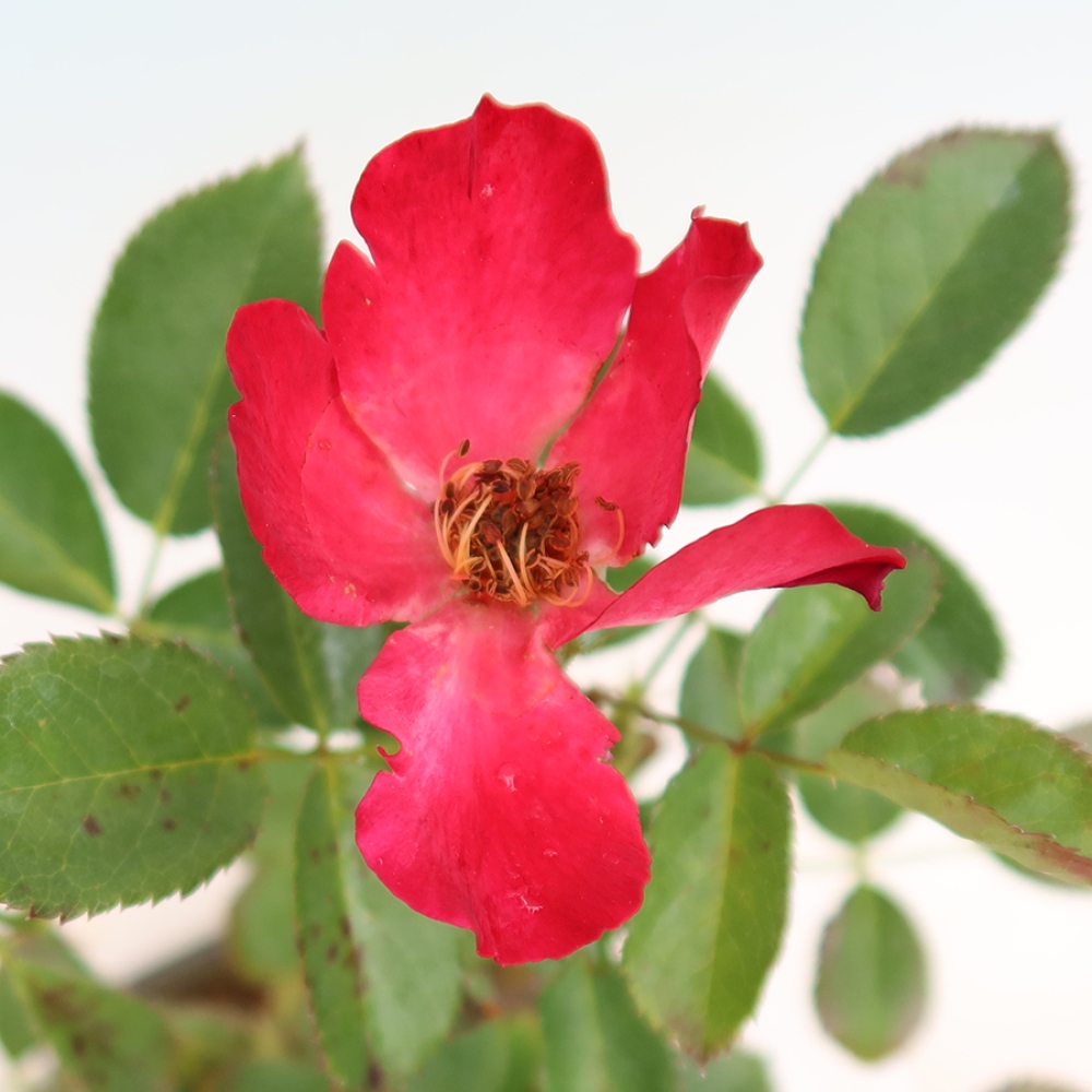 Kültéri bonsai - Rosa Kordes - rózsa