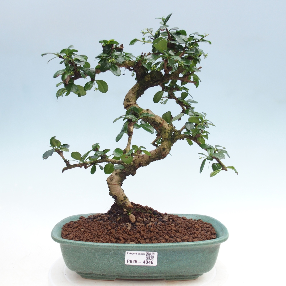 Szobai bonsai - Carmona macrophylla - Tea fuki