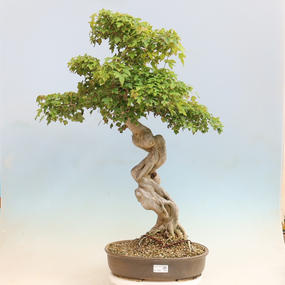 Kültéri bonsai - Acer Buergerianum - Burger juhar