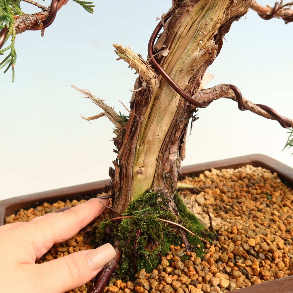 Kültéri bonsai - Juniperus chinensis Kishu
