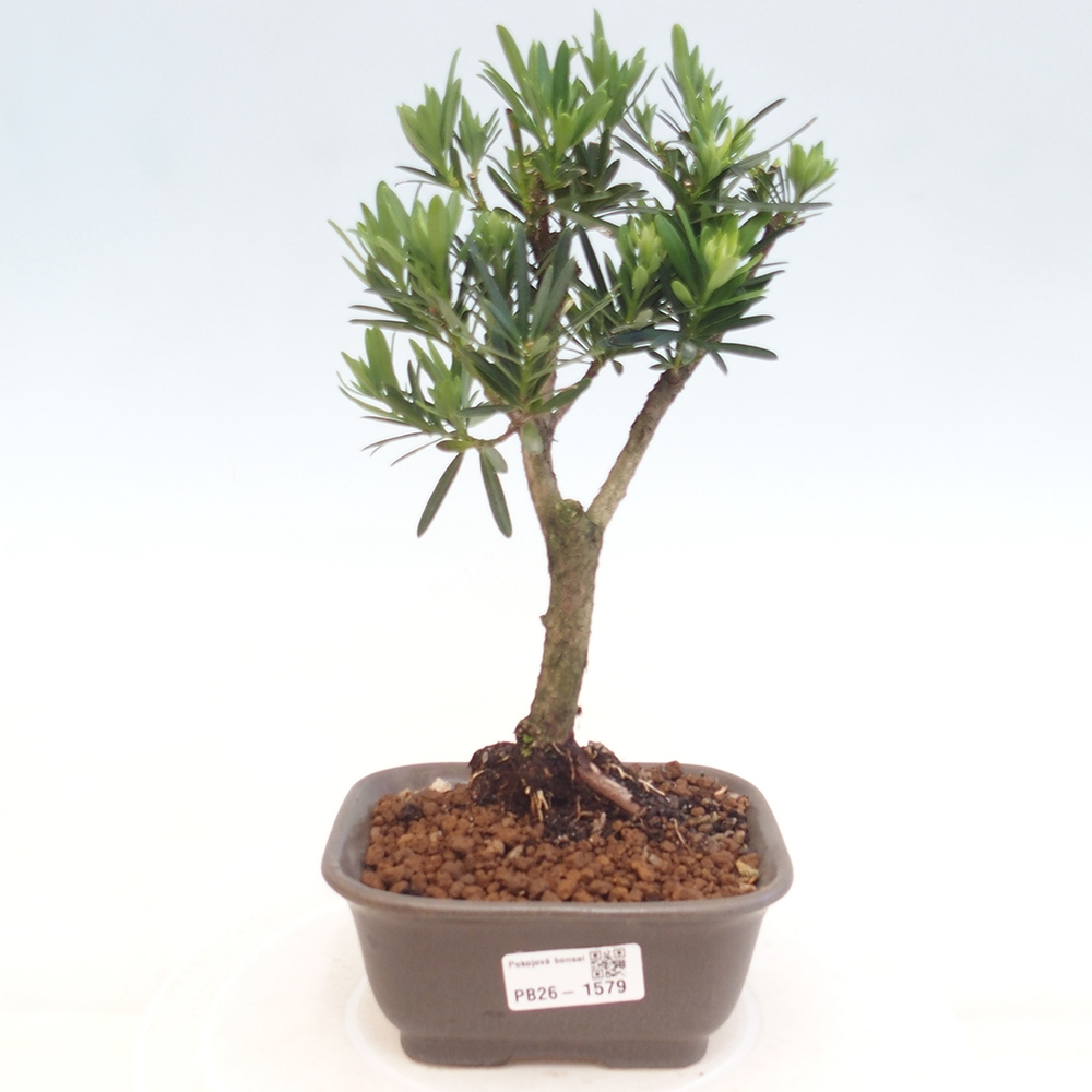 Szobai bonsai - Podocarpus - Kőtiszafa