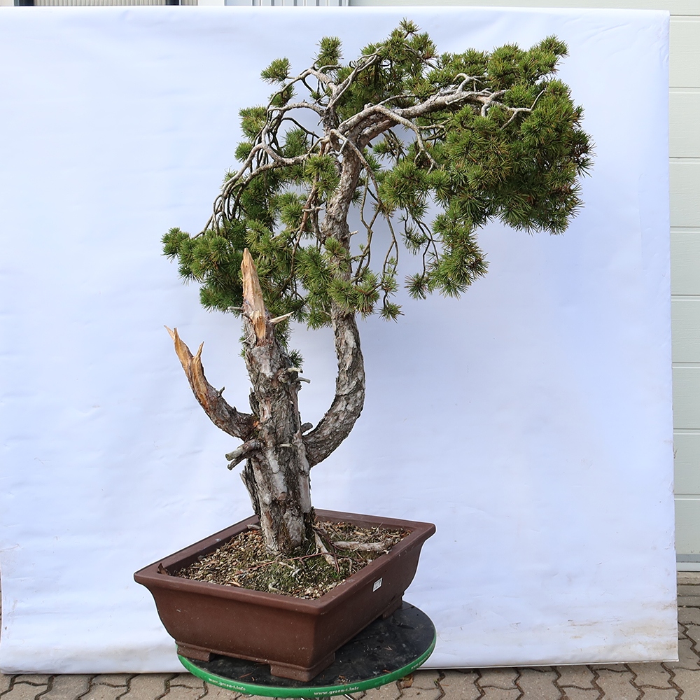 Pinus sylvestris Spanyolország – erdei fenyő