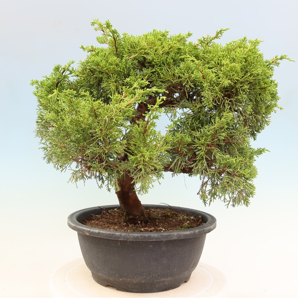 Kültéri bonsai - Juniperus chinensis Itoigawa-Juniperus chinensis