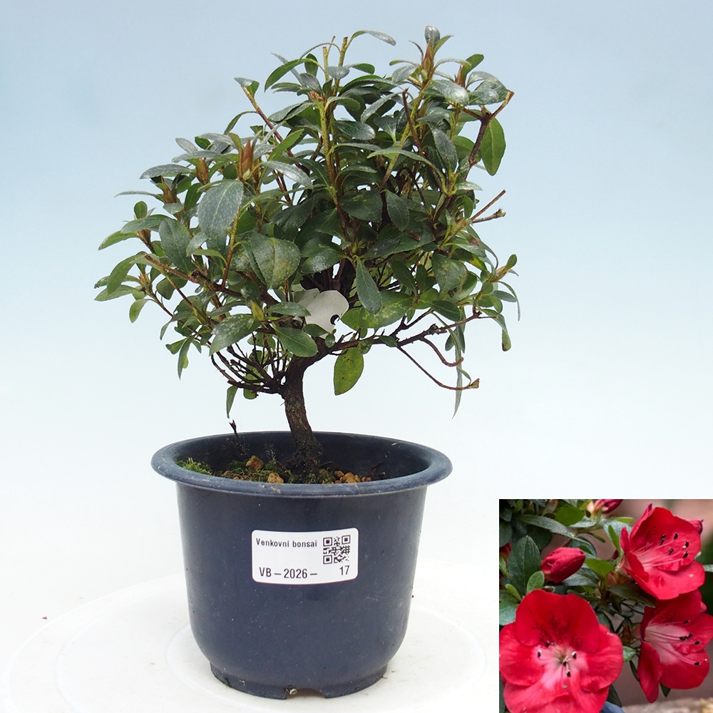 Kültéri bonsai - Japán azálea - Azalea Benibeni