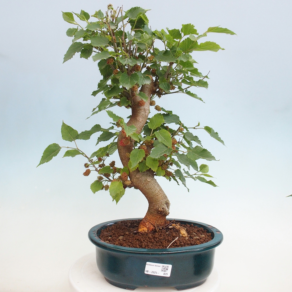 Kültéri bonsai -Morus alba - eperfa