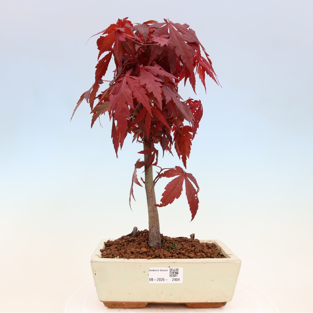 Kültéri bonsai - Acer pálma. Atropurpureum-Javor palmate