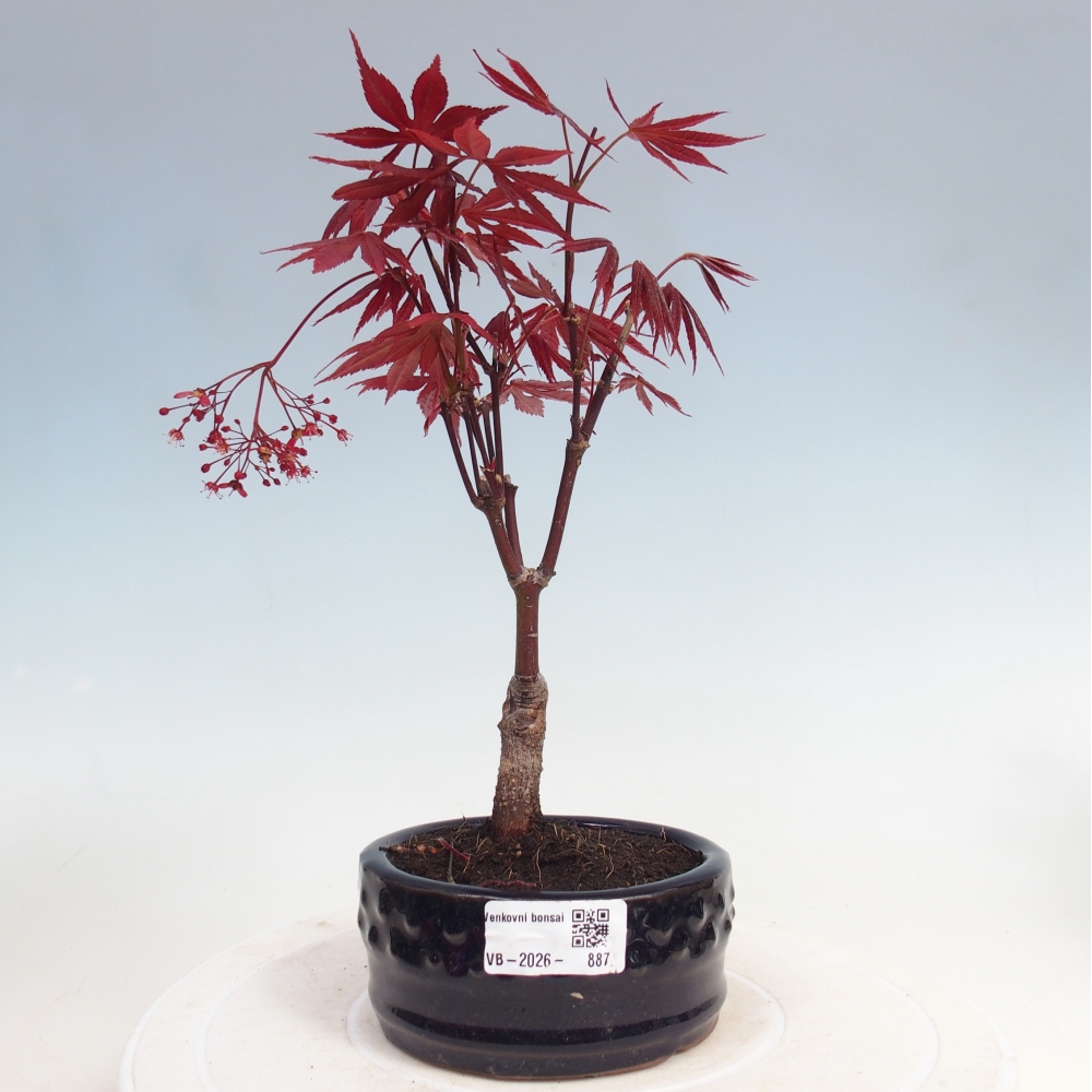 Kültéri bonsai - Acer pálma. Atropurpureum-Javor palmate