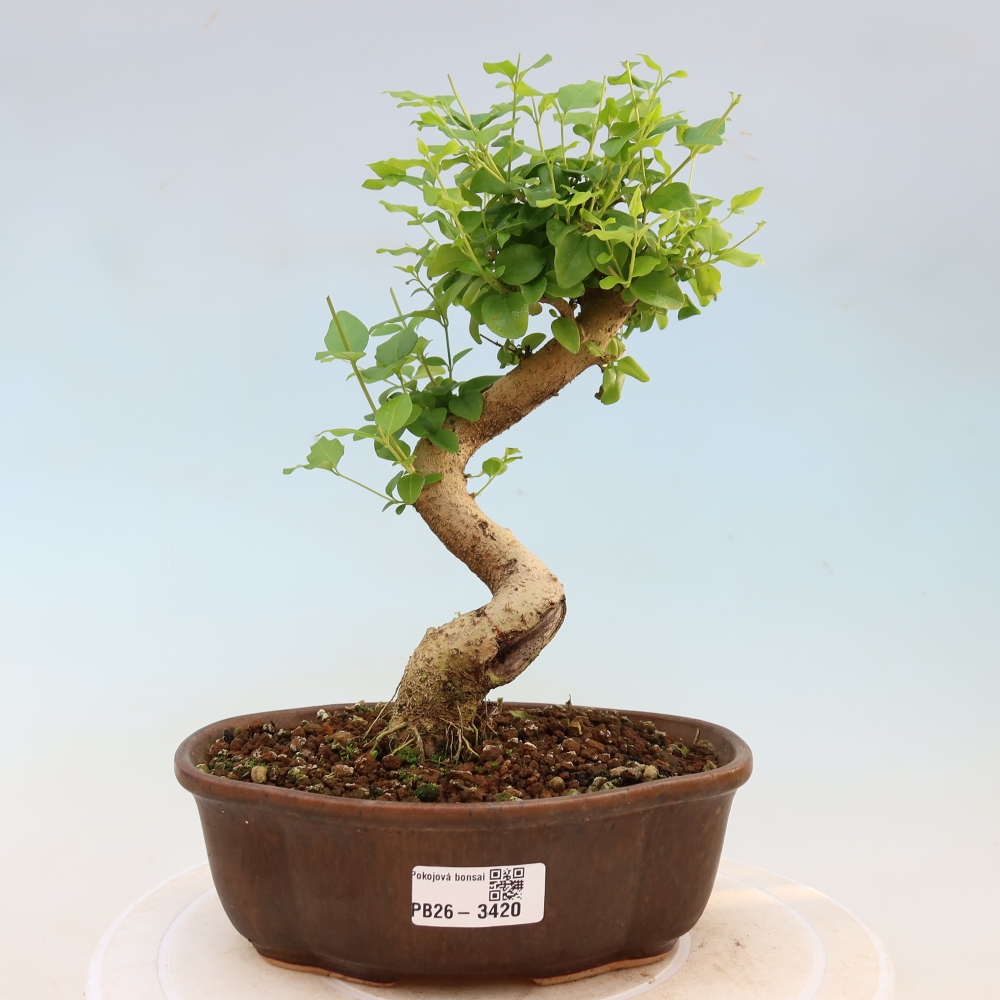 Szobai bonsai -Ligustrum chinensis - Madárcsőr