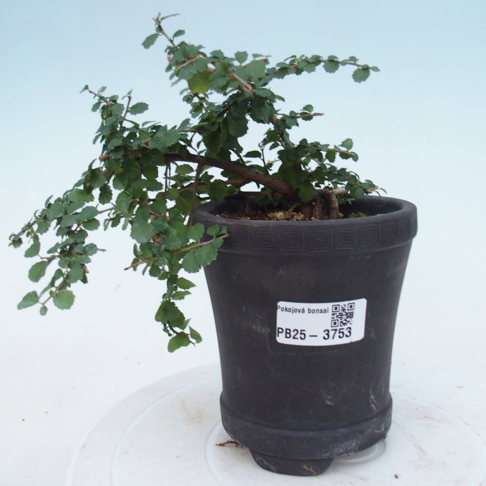 Szobai bonsai - Grewia sp. - Grewia malafolia
