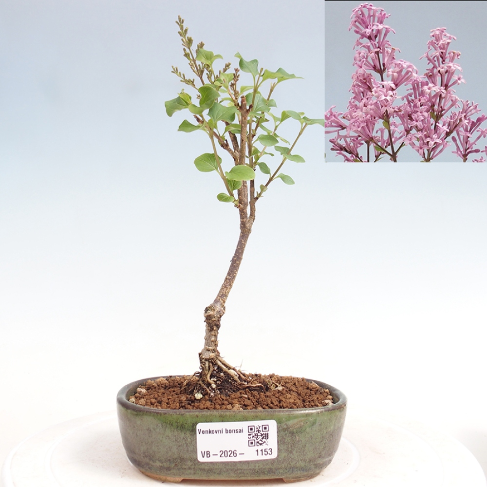 Kültéri bonsai - Syringa Meyeri Palibin - Meyer's Lilac