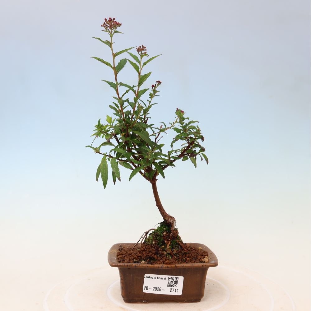 Kültéri bonsai – japán spirea – Spirea japonica Anthony Waterer