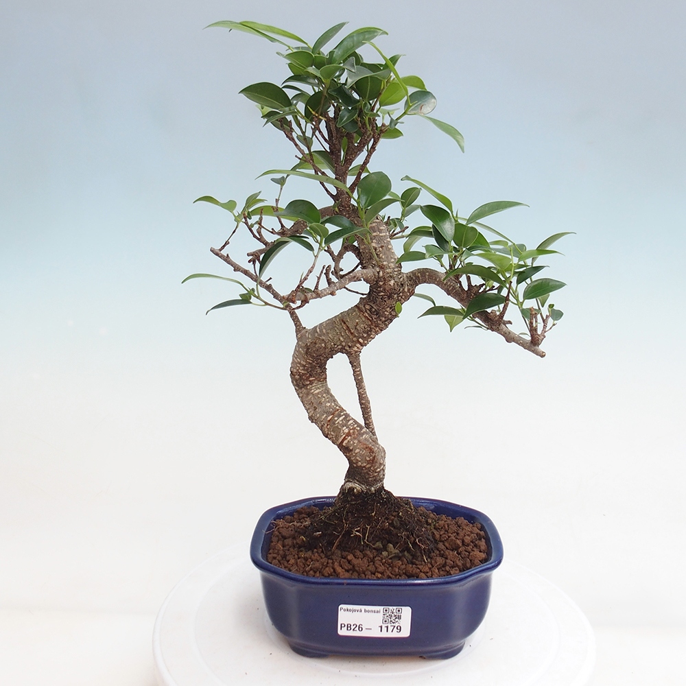 Szobai bonsai - Ficus retusa - kislevelű fikusz